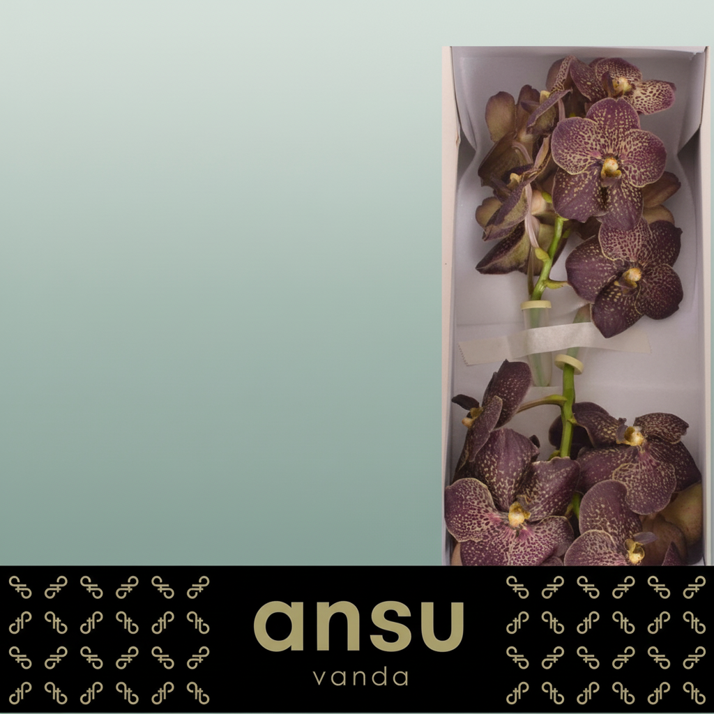 Orchid Vanda Su Choc Brown