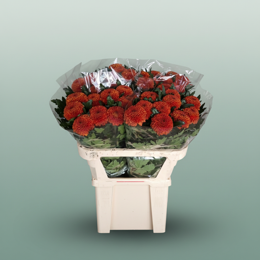 Chrysanthemum G Paladov Dark