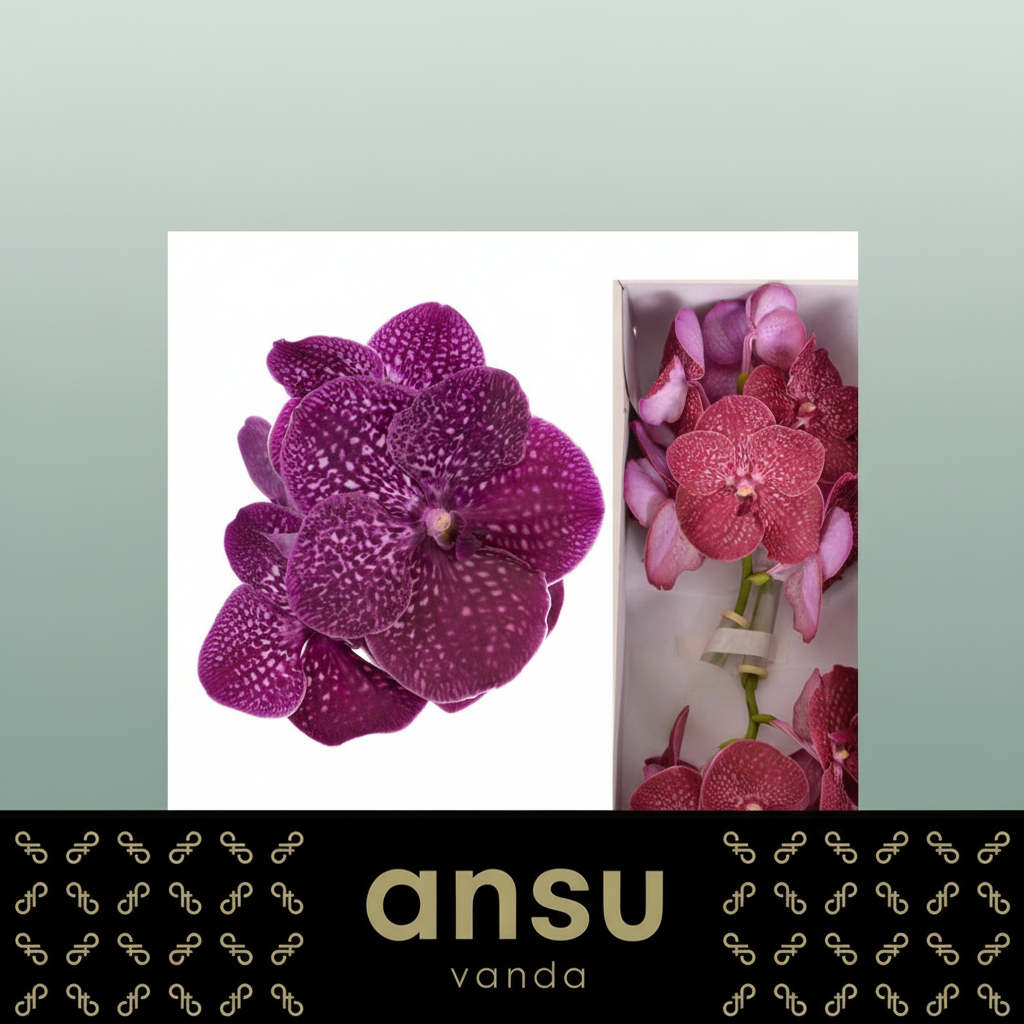 Orchid Vanda Ni Crimso Love