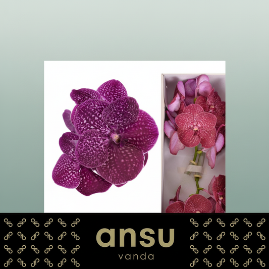 Orchid Vanda Ni Crimso Love