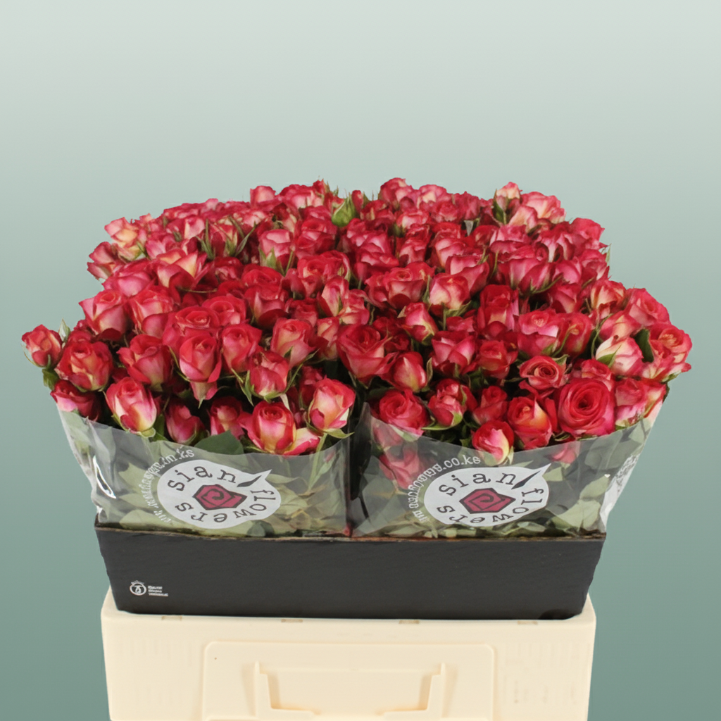 Spray Rose Summerdance