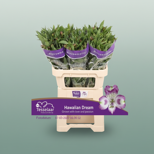 Alstroemeria Purple/White Wholesalers Choice