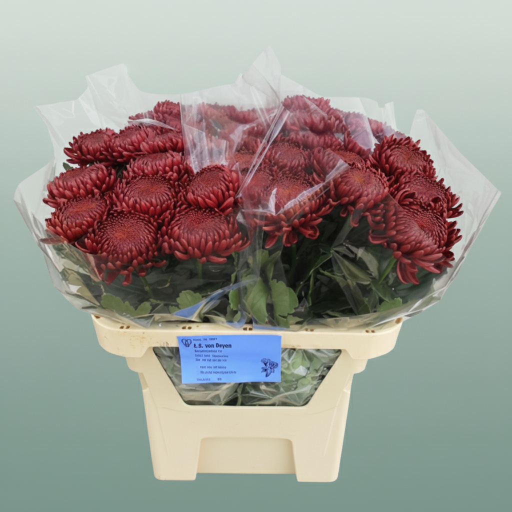 Chrysanthemum G Bigoudi Red