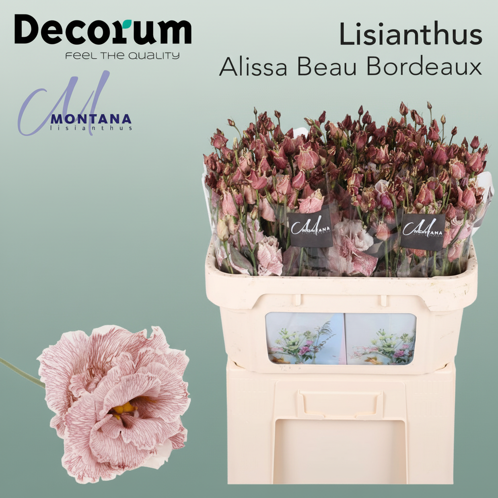 Lisianthus Alissa Dyed Bordeaux
