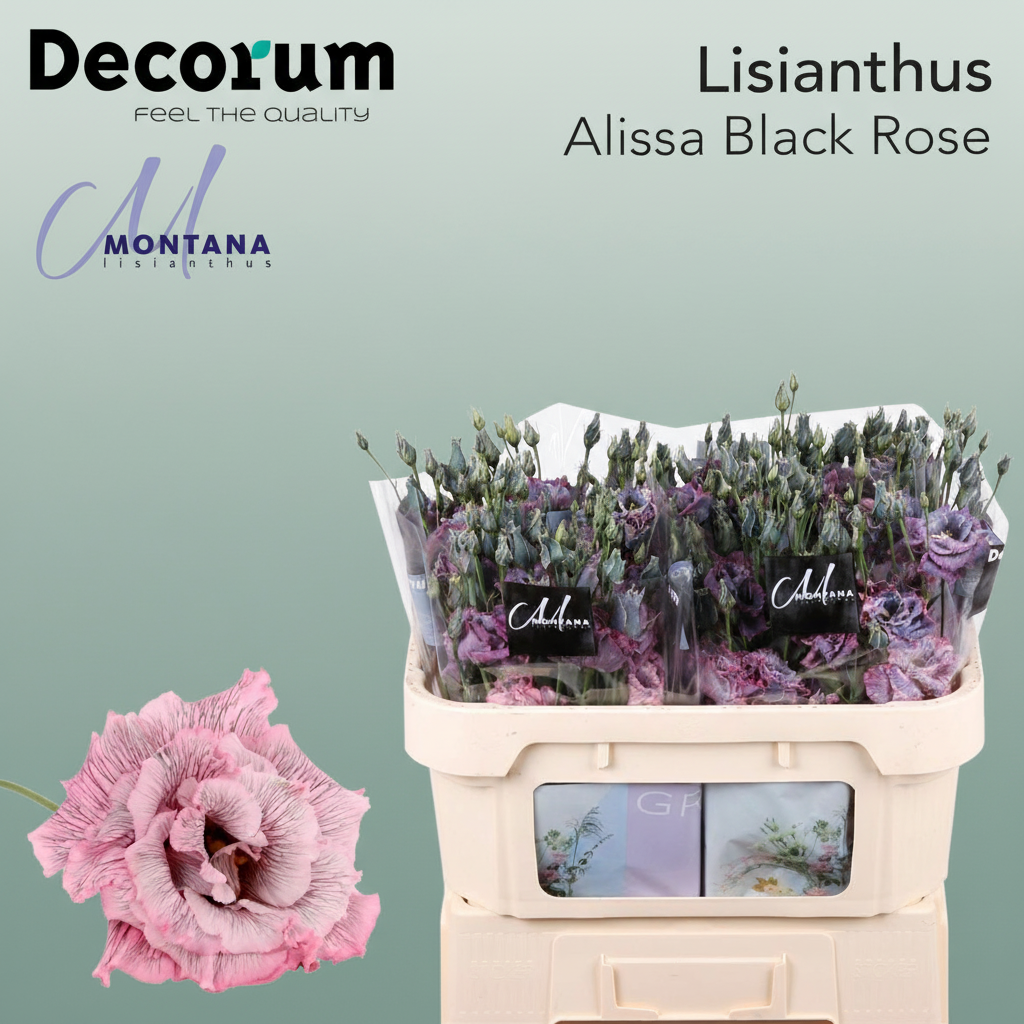 Eustoma Alissa Dyed Black Rose