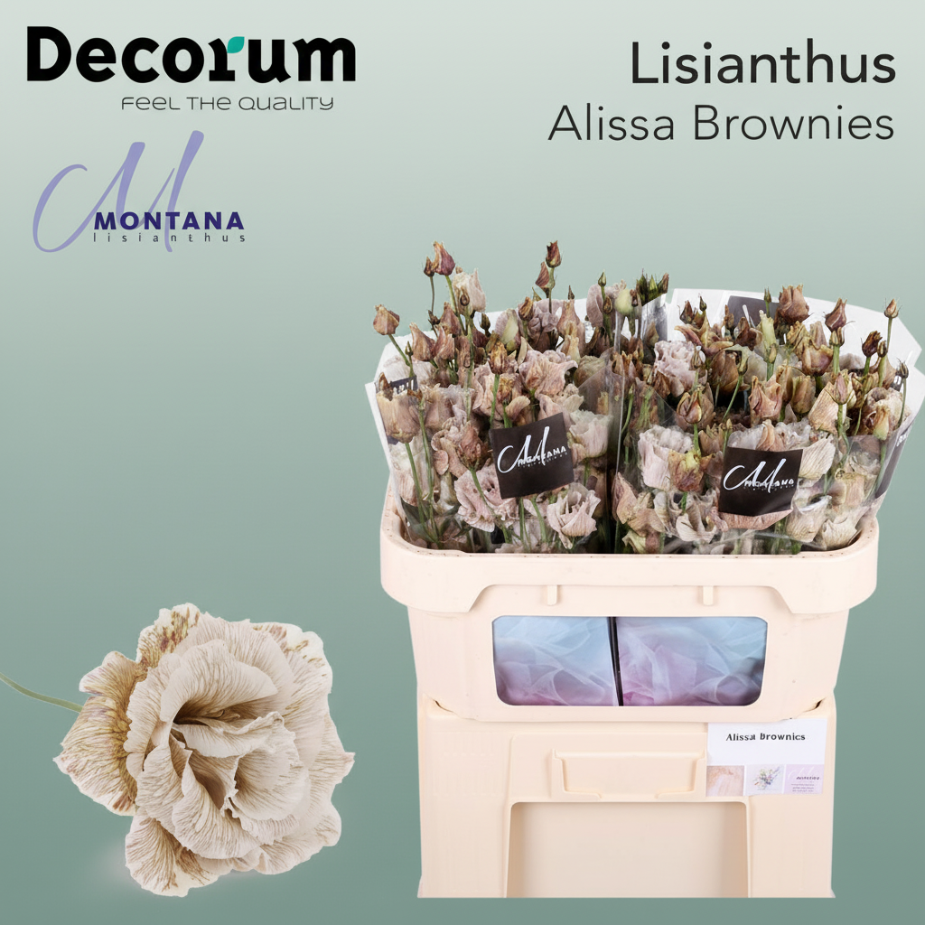 Eustoma Alissa Dyed Brownies