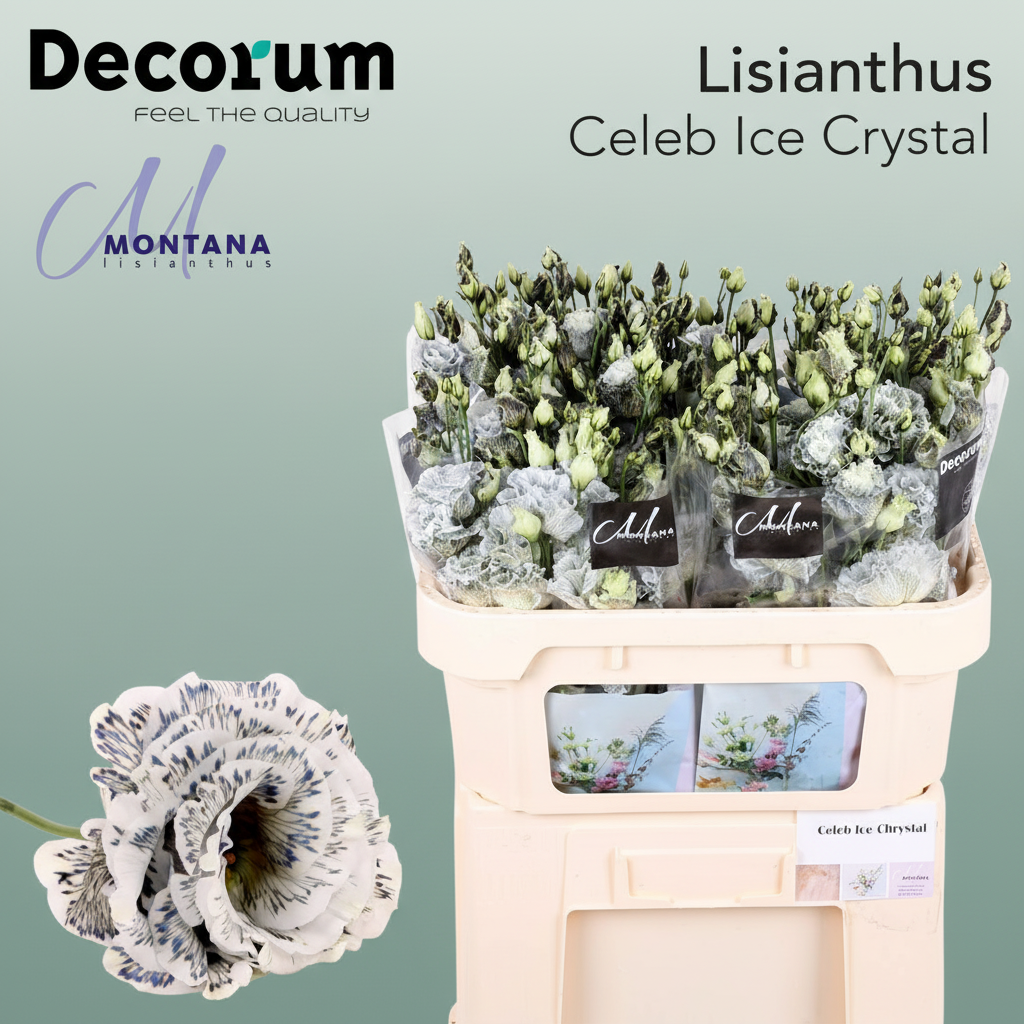 Eustoma Celeb Dyed Ice Crystal