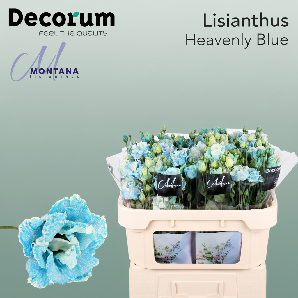 Eustoma Heavenly Dyed Blue