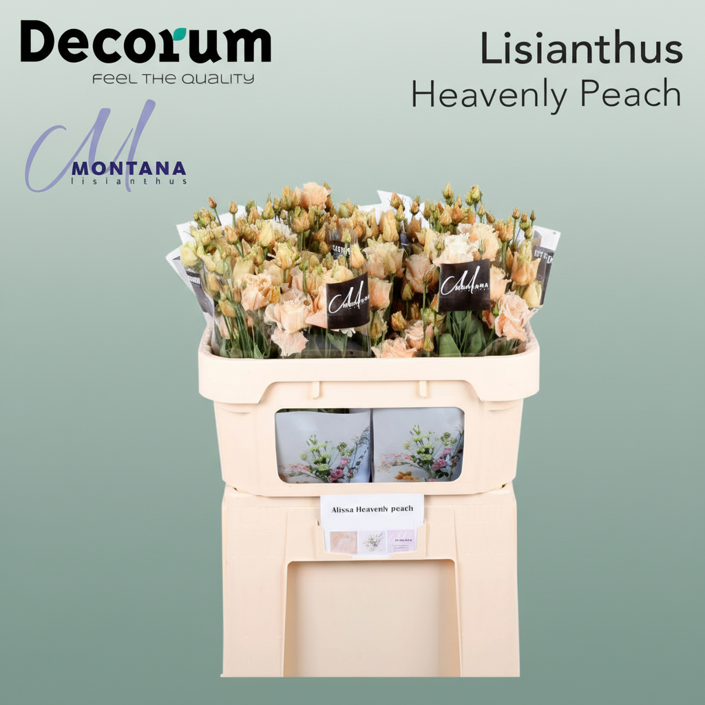 Eustoma Heavenly Dyed Peach