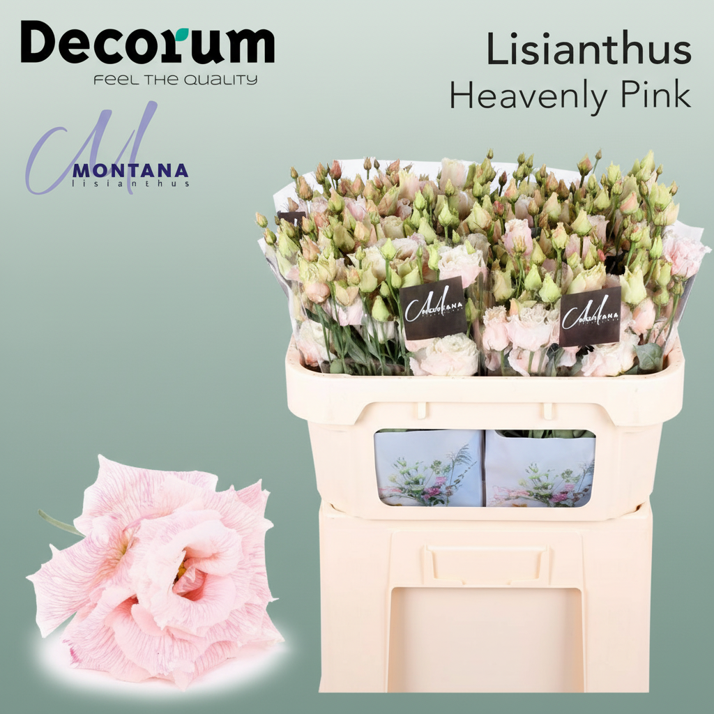 Eustoma Heavenly Dyed Pink