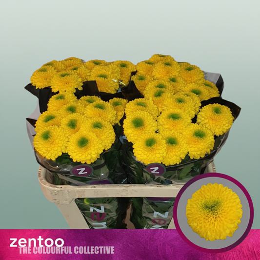 Chrysanthemum G Brasiliana/ Golden P.