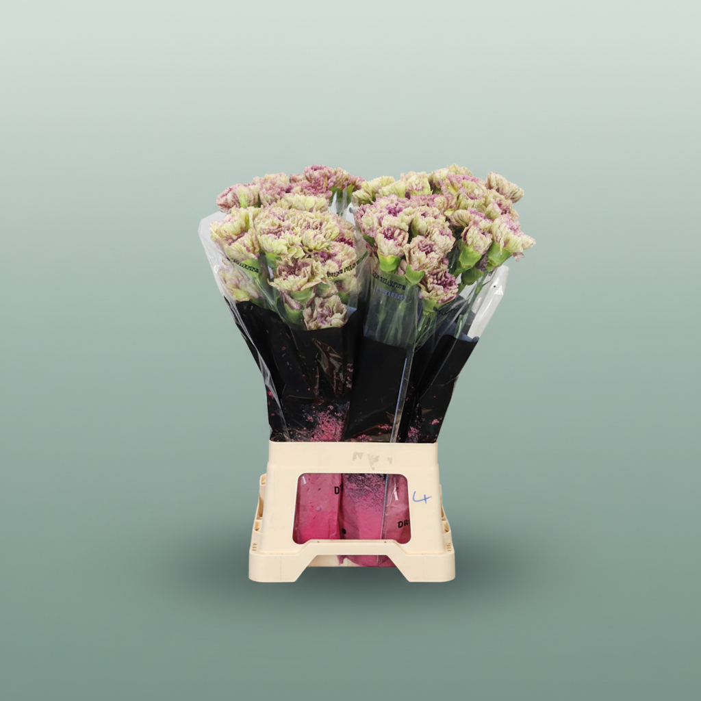 Carnation Standard Lady Sheen