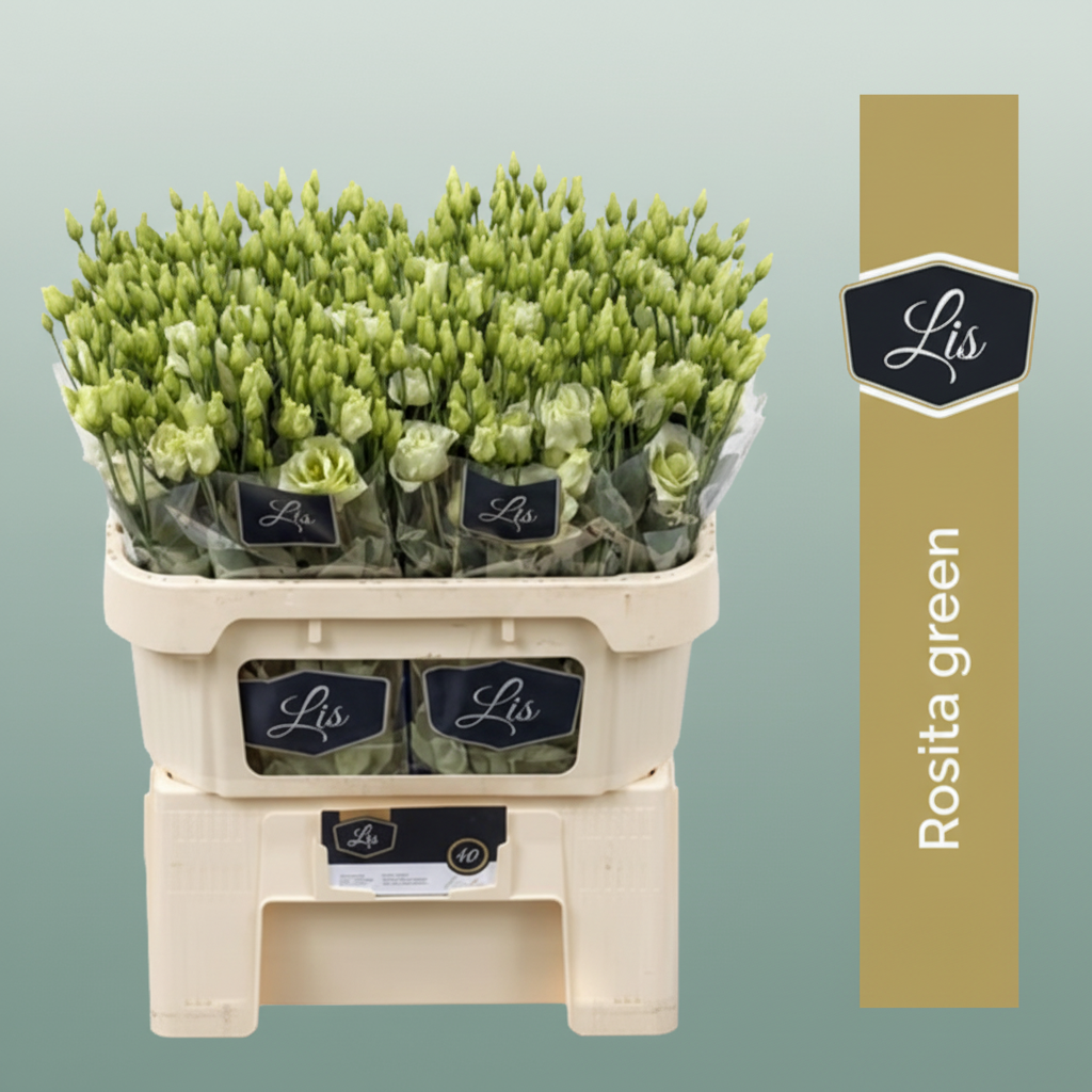 Eustoma Green Wholesalers Choice