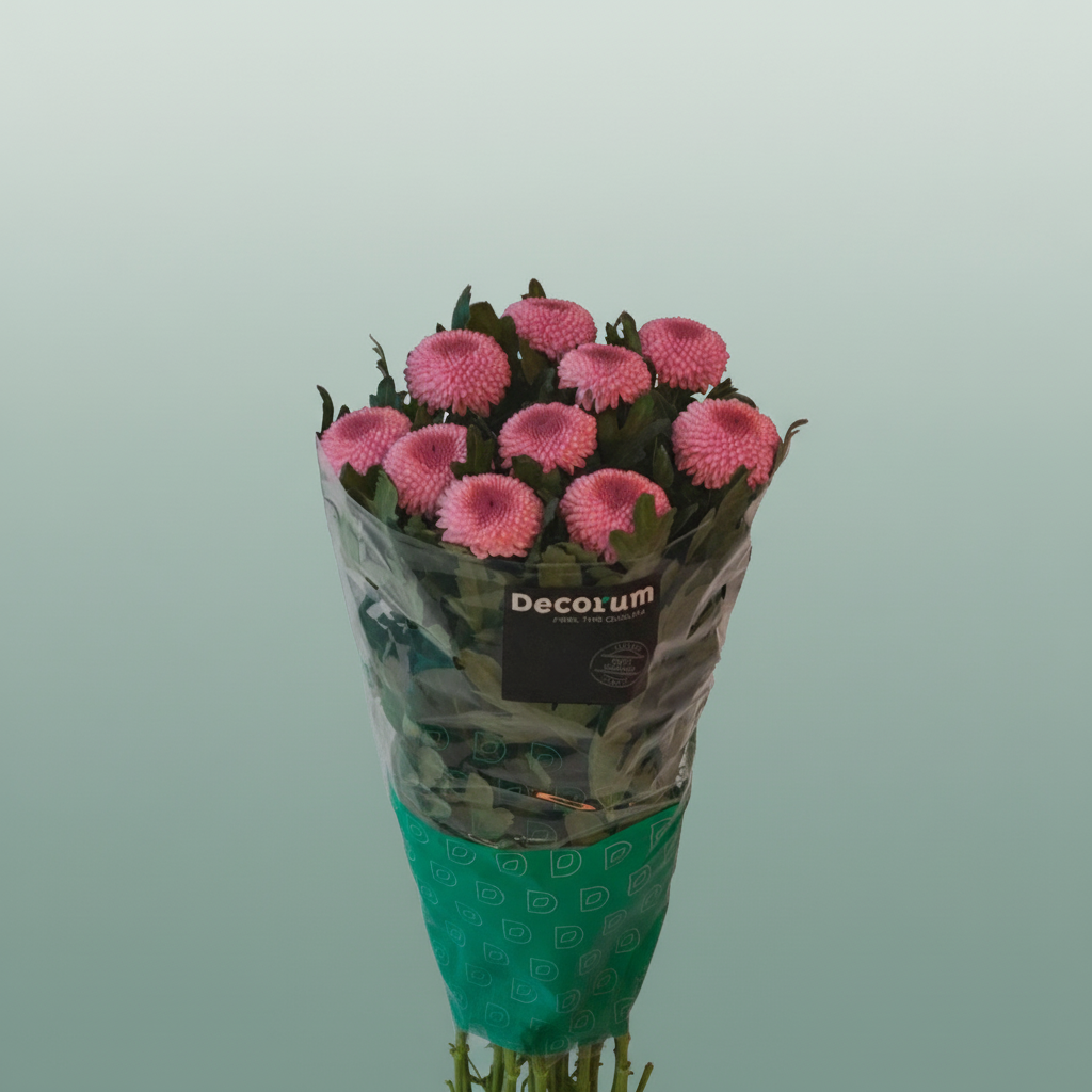 Chrysanthemum G Momoko