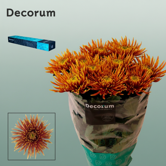 Chrysanthemum G Saffina