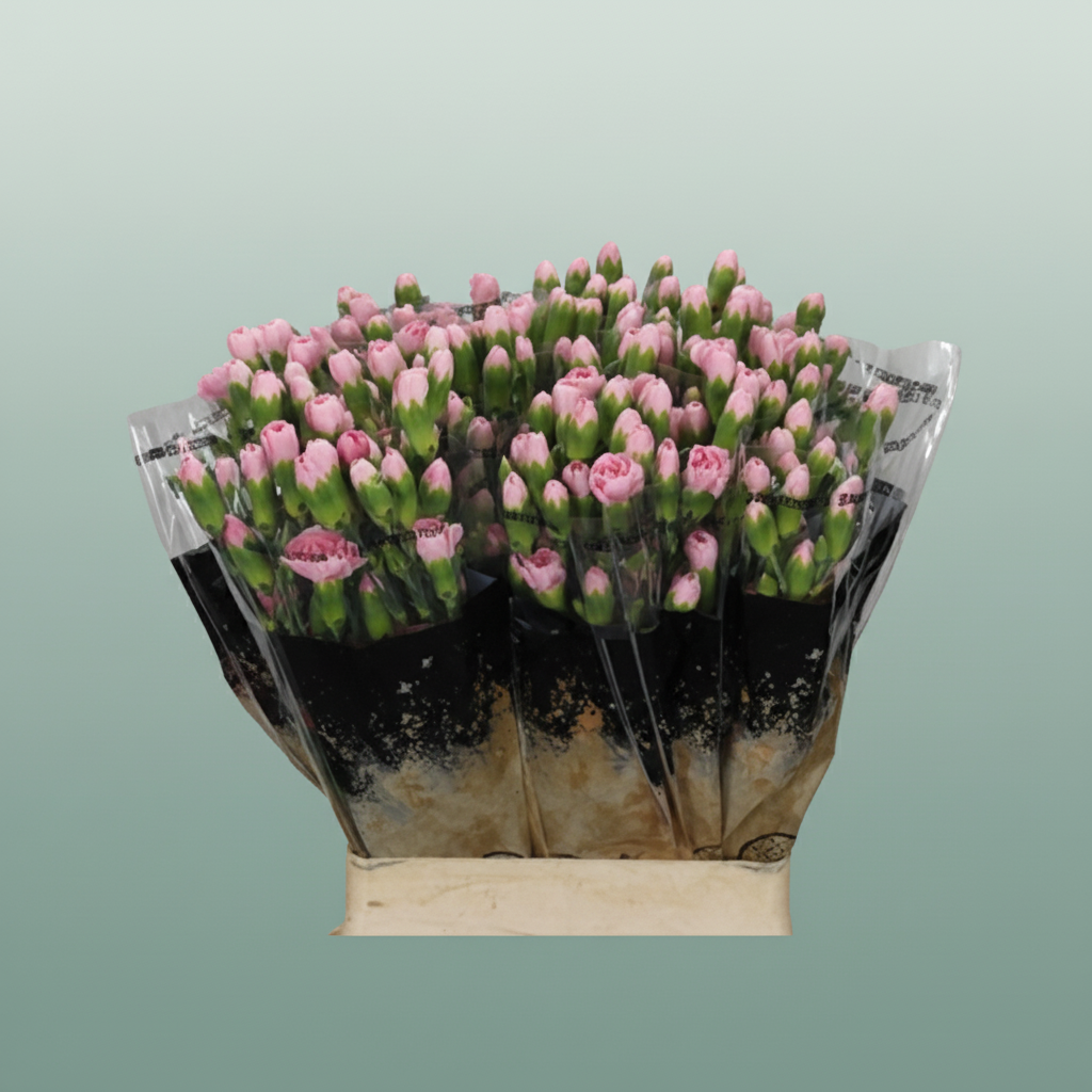 Carnation Spray Pink Pigeon