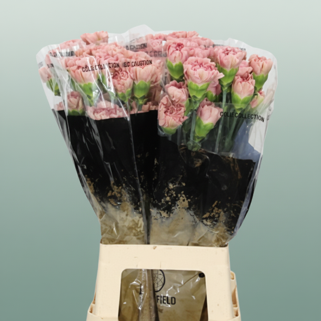 Carnation Standard Lege Pink