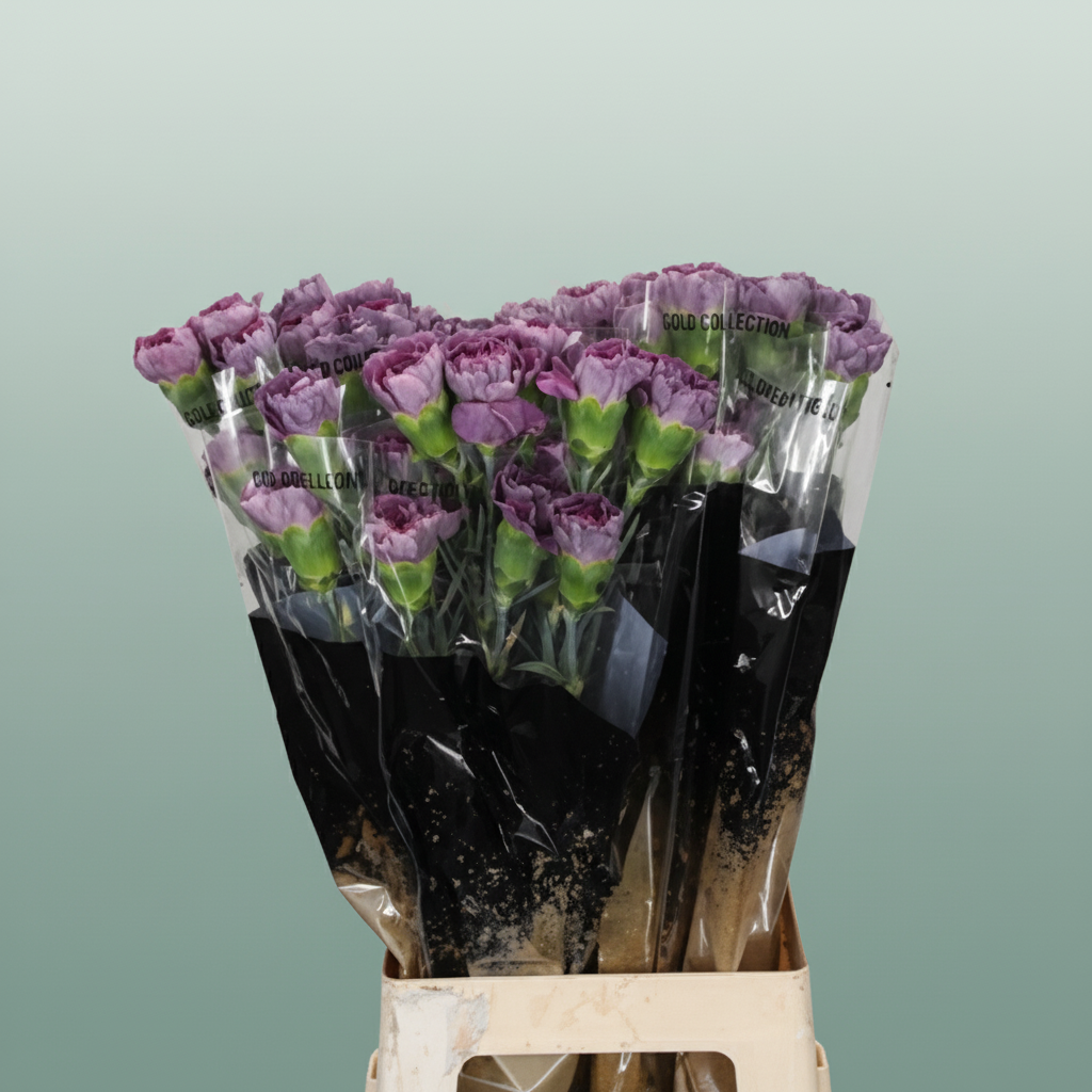 Carnation Standard Hypnosis