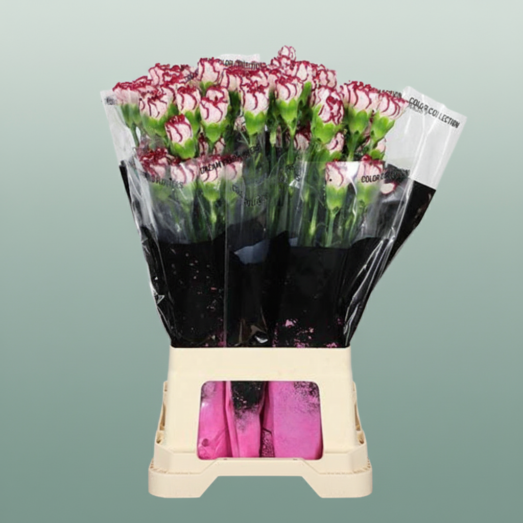 Carnation Standard Olympia