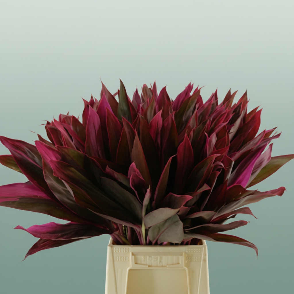 Cordyline Ivory Red Top