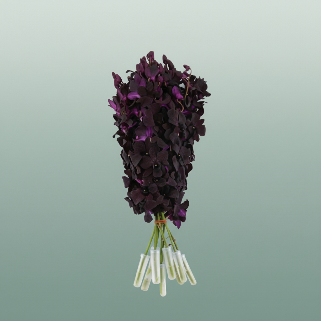 Orchid Dendro Black Beauty