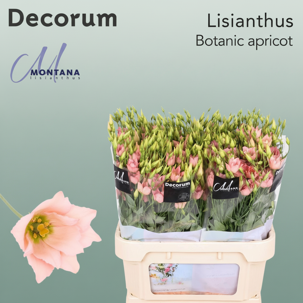 Eustoma Botanic Apricot