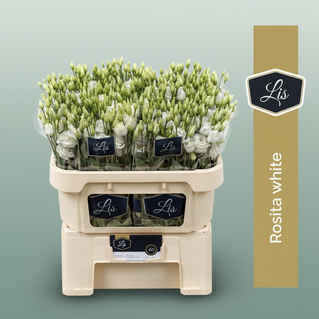 Eustoma White Wholesalers Choice