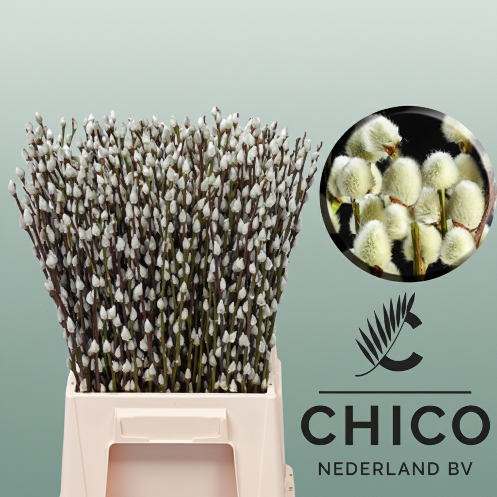 Salix Pussy Willow Snow Flake