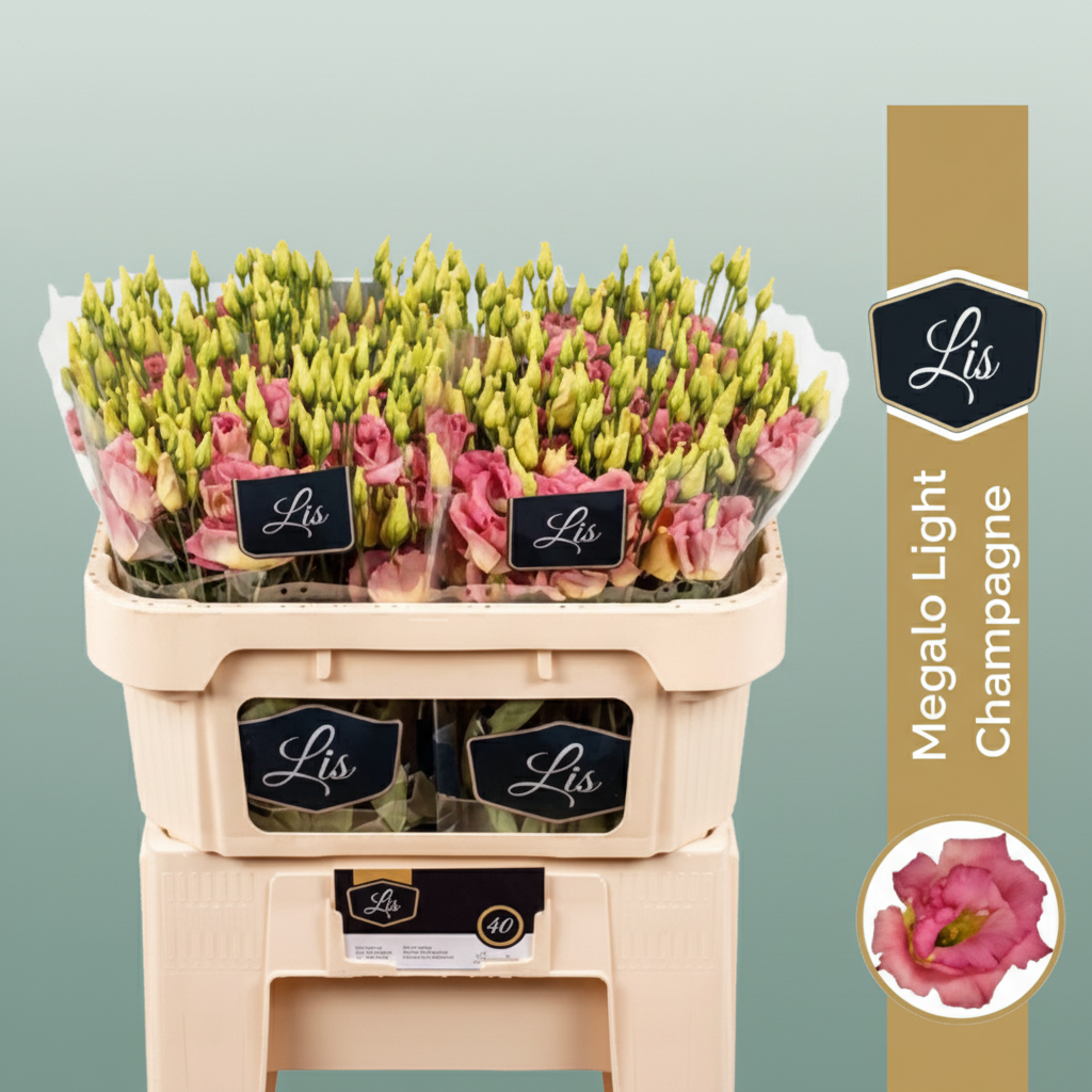 Eustoma Cerise Wholesalers Choice