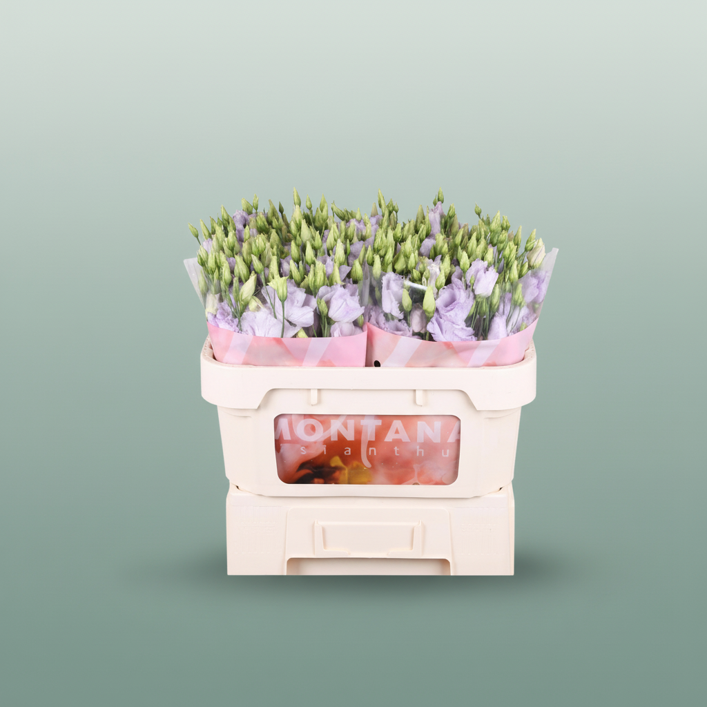 Eustoma Stracciate Lav