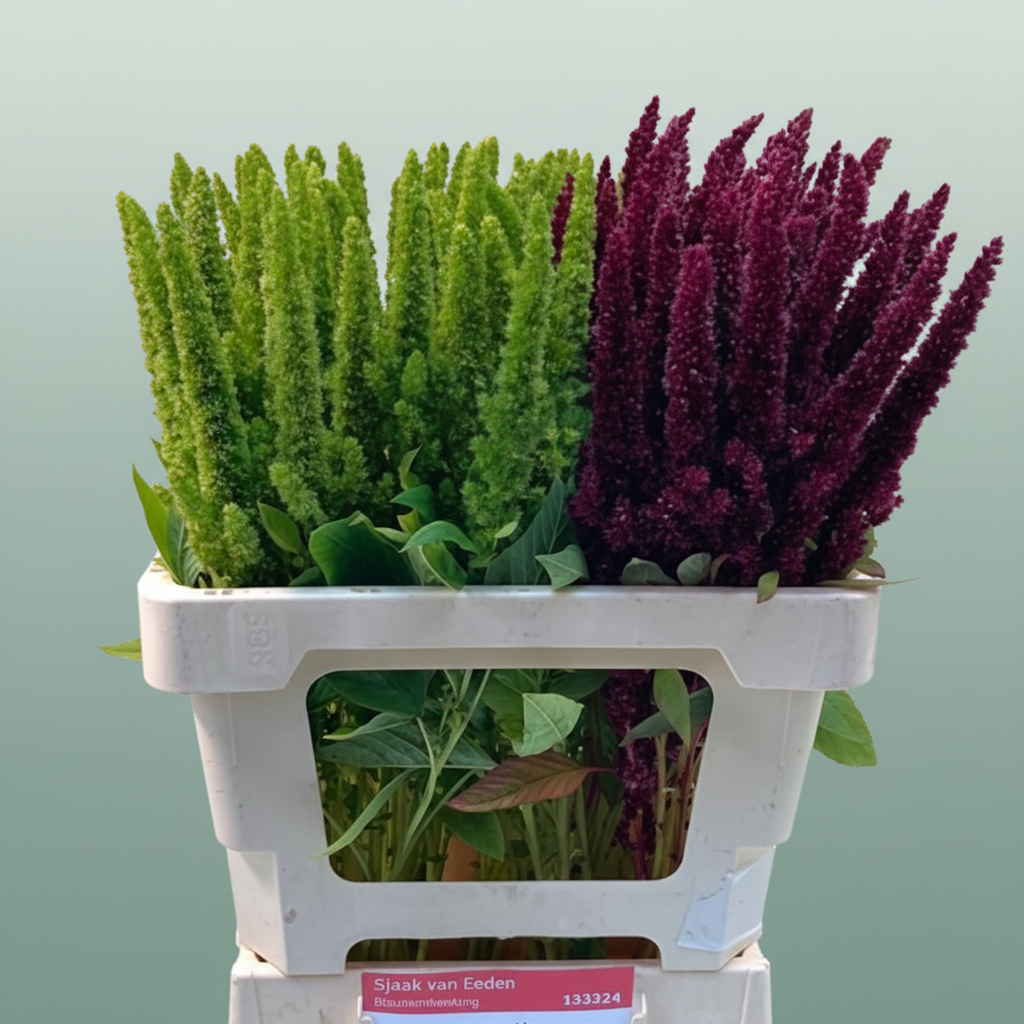 Amaranthus Mixed
