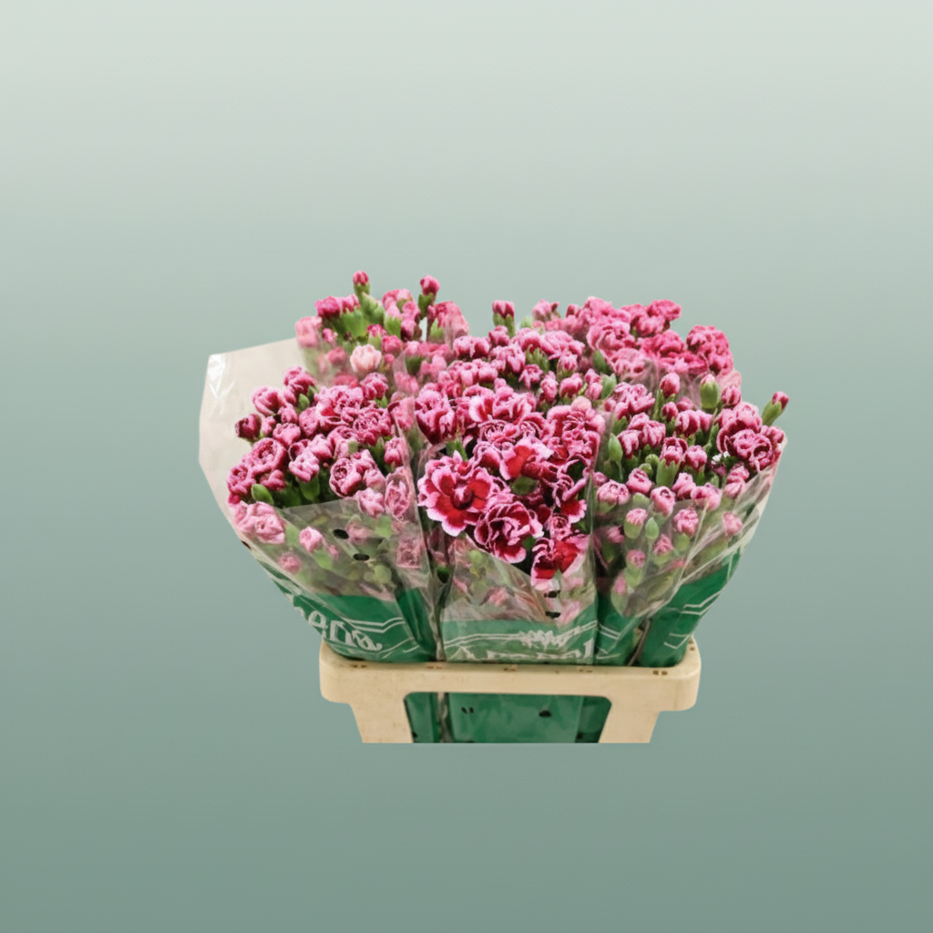 Carnation Spray Trendy Tessino