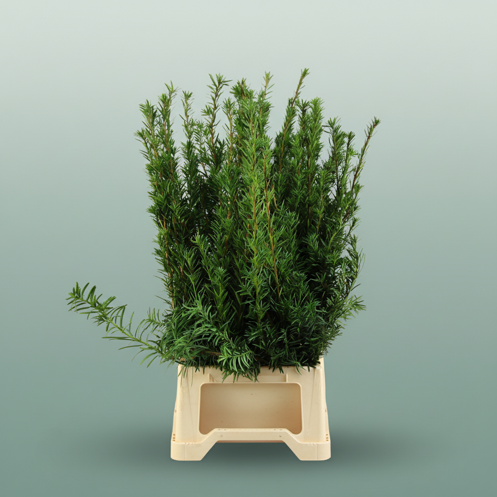 Conifeer Zak Taxus Groen