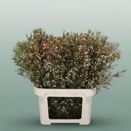 Waxflower My Sweet 16