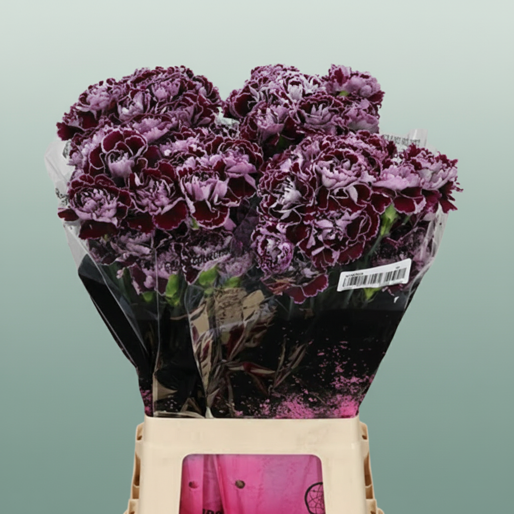 Carnation Standard Minerva