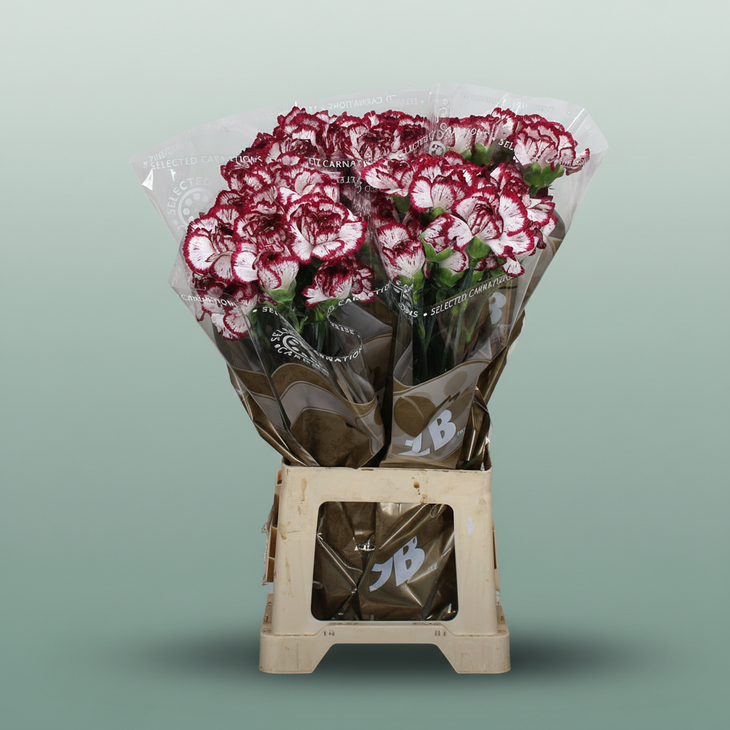 Carnation Standard Bacarat