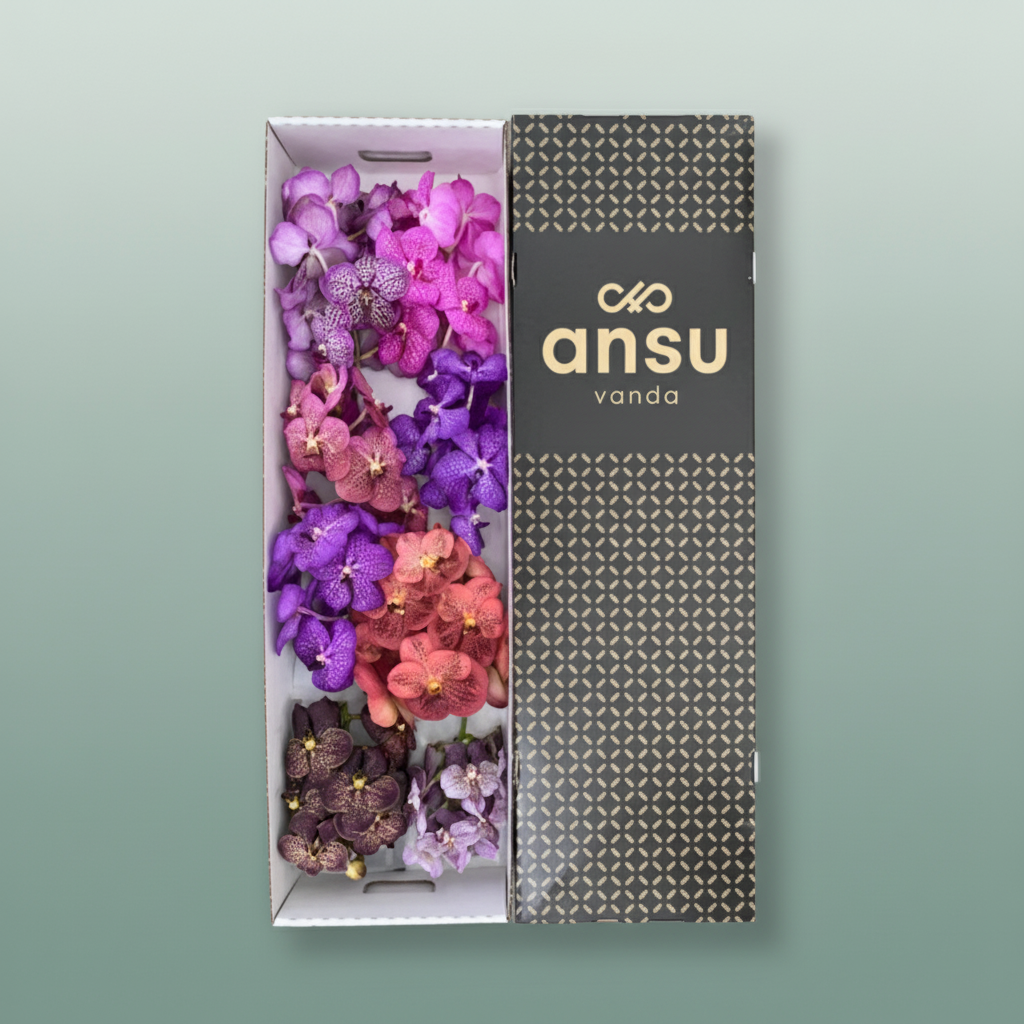 Orchid Vanda T Gemengd