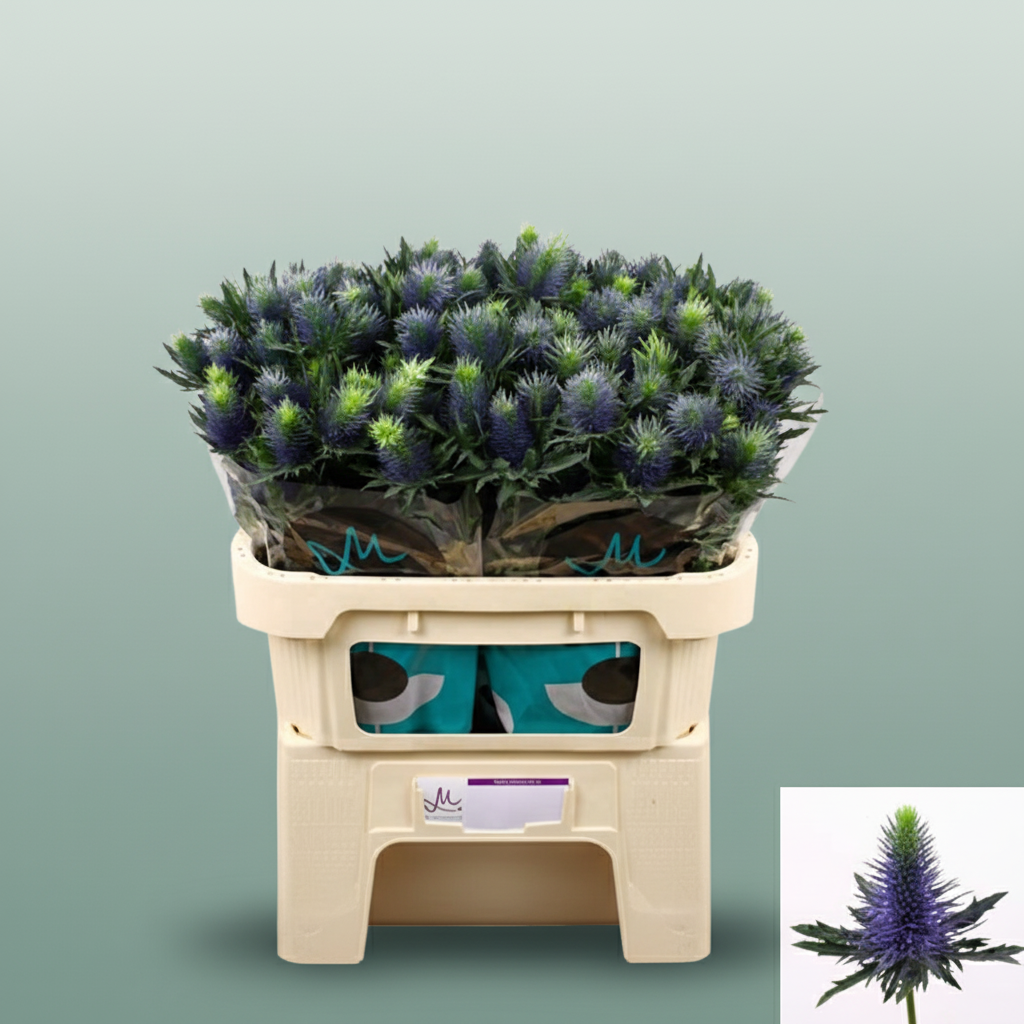 Eyrngium Supernova Questar