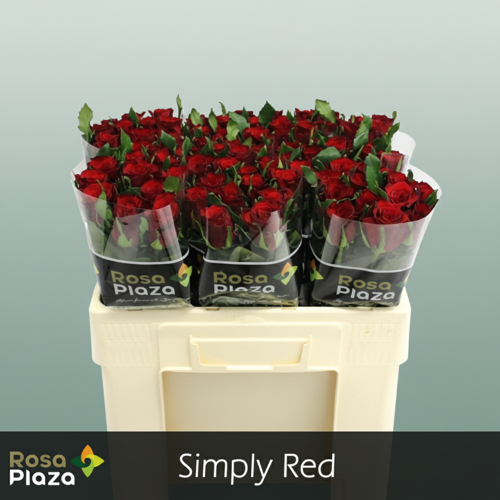 Rose Simply Red+