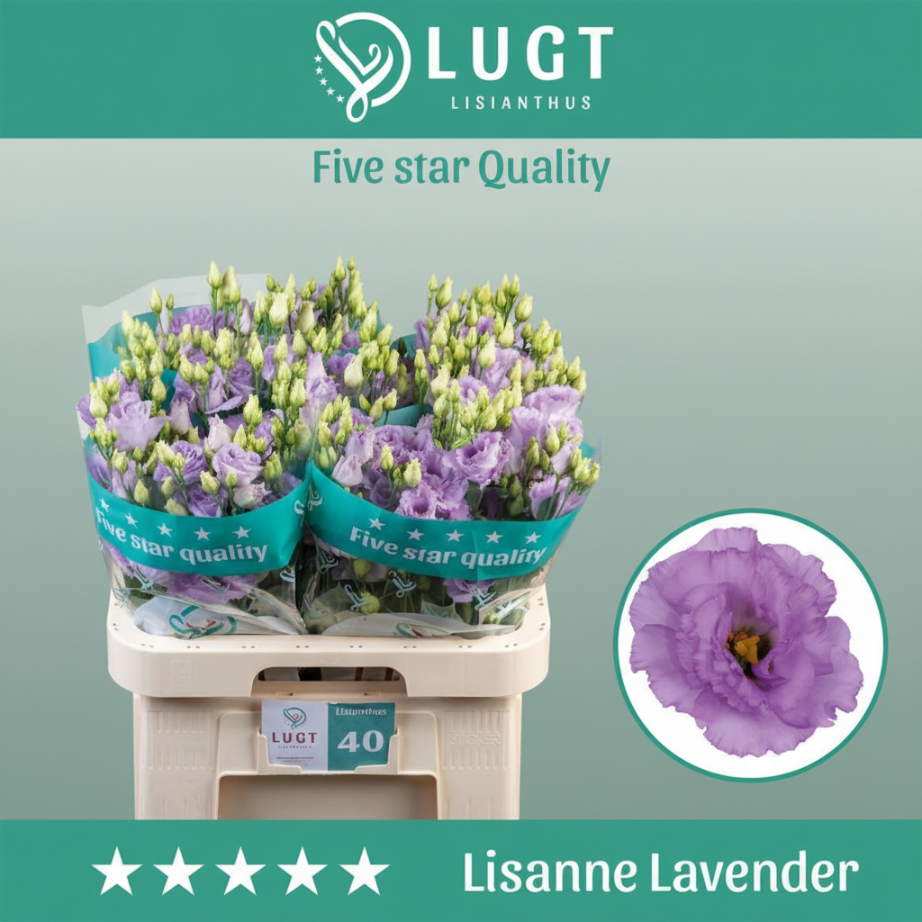 Eustoma Lisanne Lavender