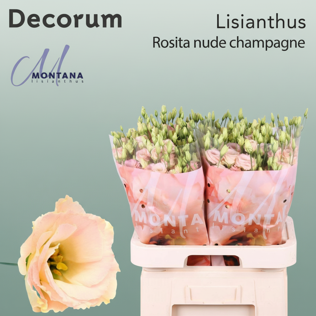 Eustoma Rosita Champagne
