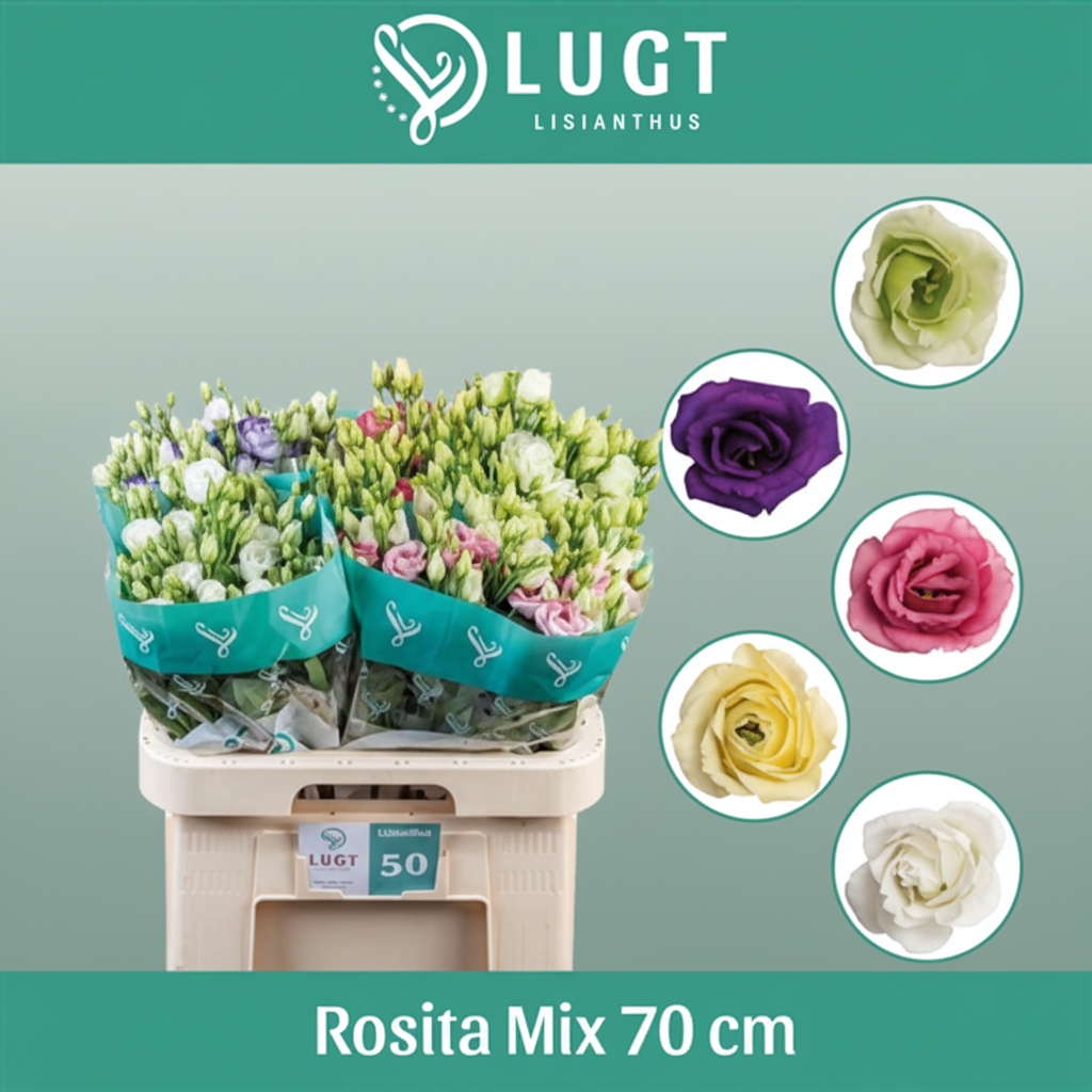 Eustoma Rosita Mix