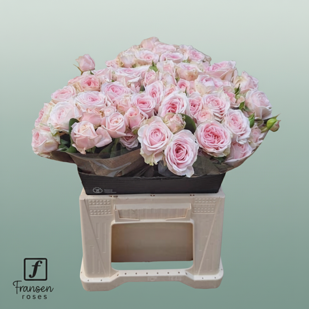 Spray Rose Fatal Attra