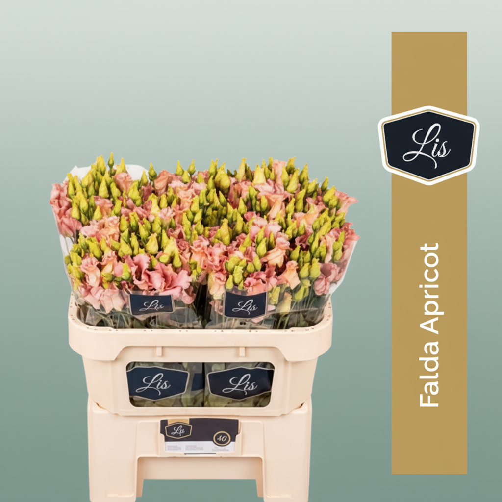 Eustoma Falda Apricot