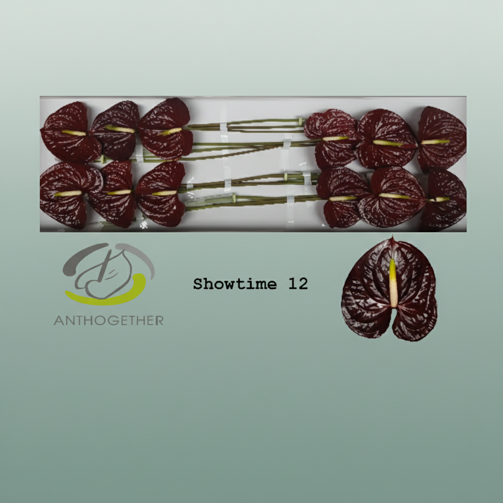 Anthurium Showtime