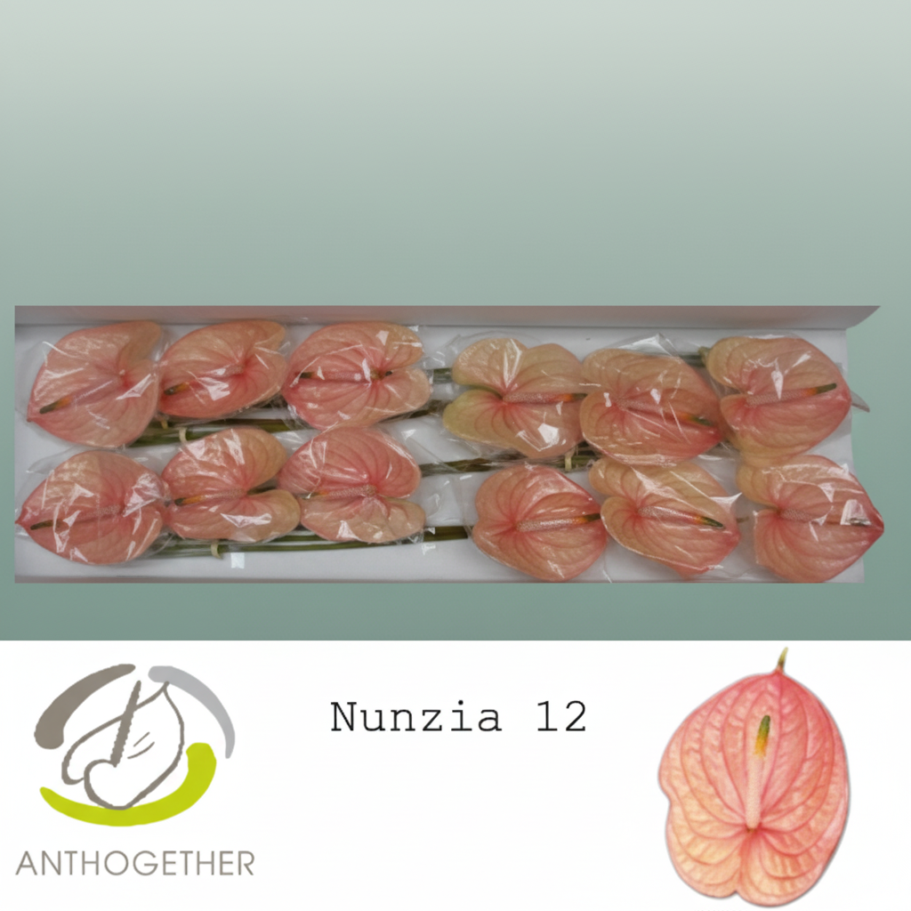 Anthurium Nunzia