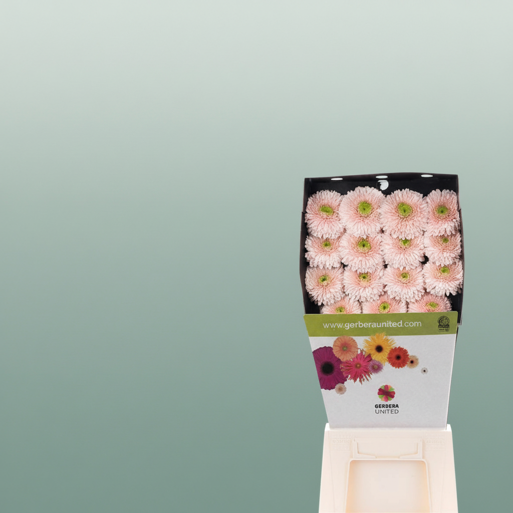 Gerbera Himalia