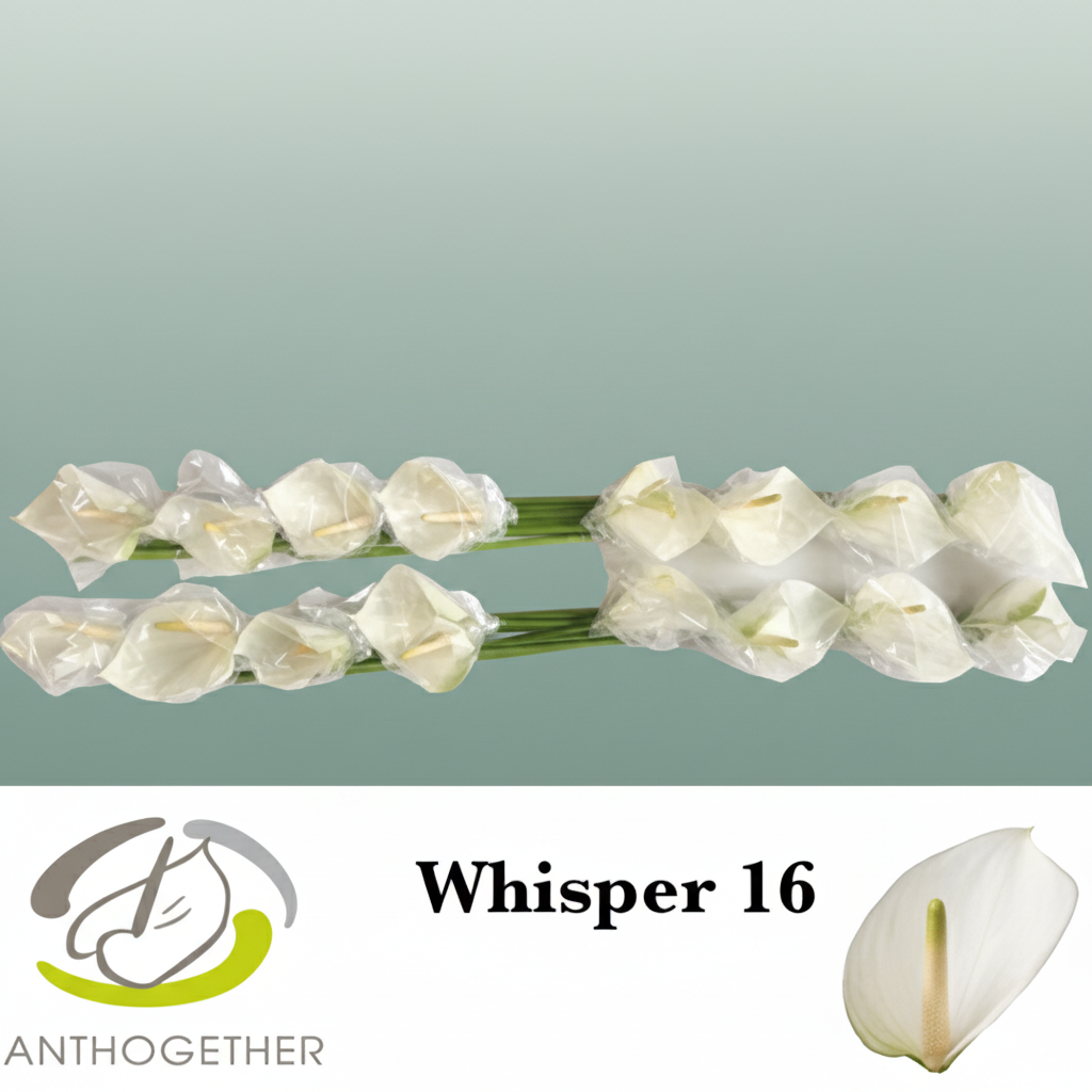 Anthurium Whisper