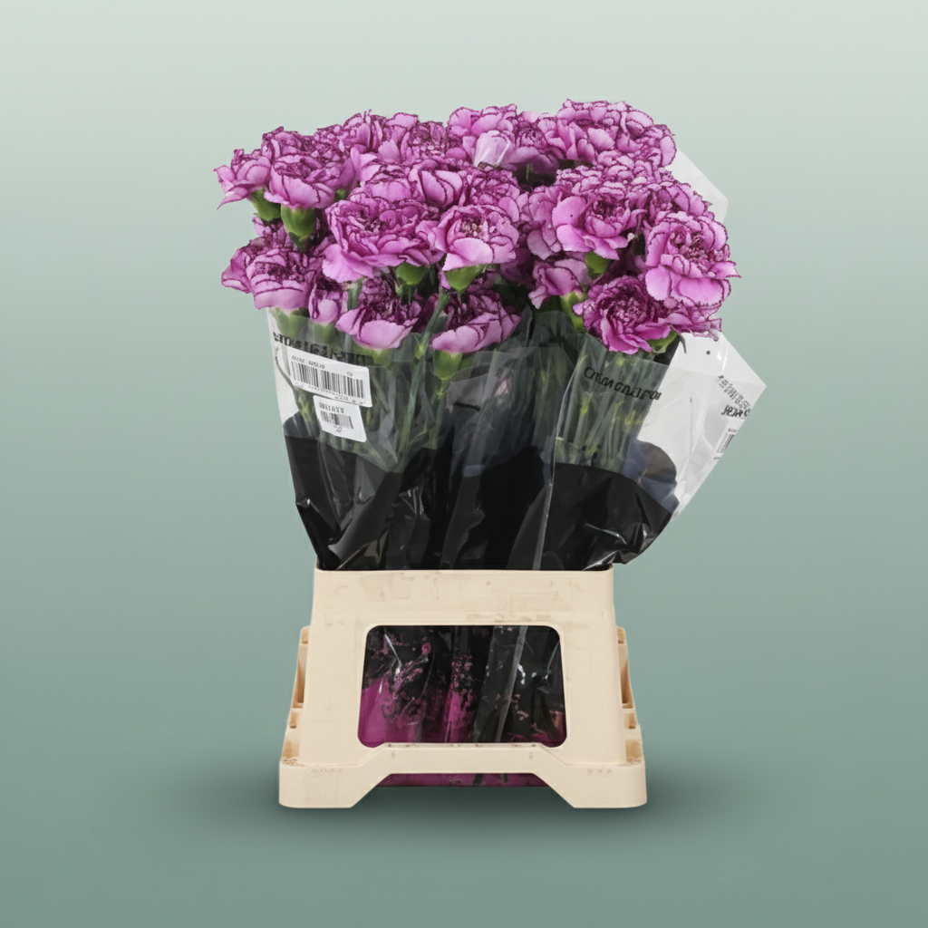 Carnation Standard Royal Damascus