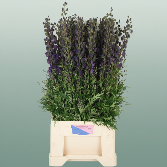 Aconitum Na Arendsii